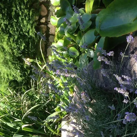 Il Pioppo Antico * Viggiù